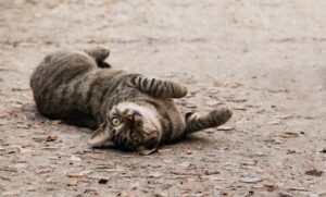 甘えたほうが愛される理由とはどのようなものか？