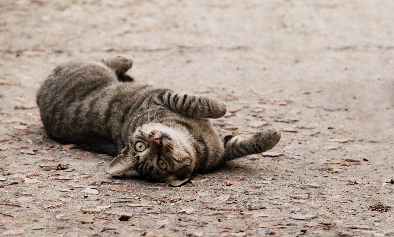 甘えたほうが愛される理由とはどのようなものか？