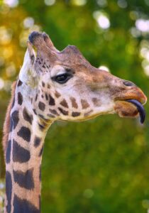 インナーチャイルドの癒しに関する恋愛体験談はどれがいい？