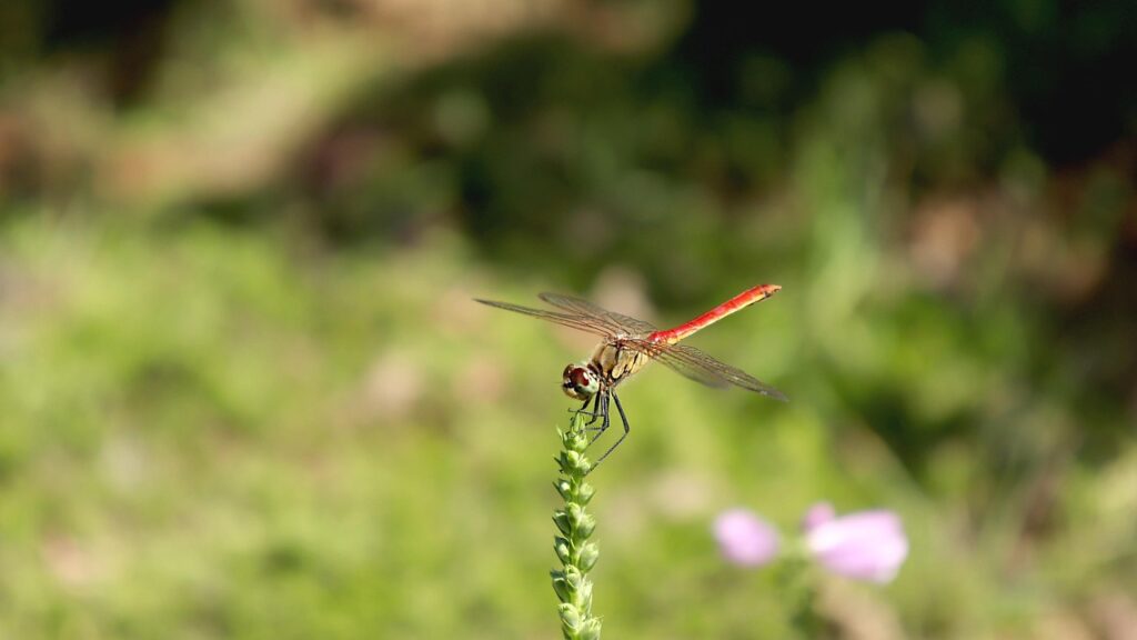 マッチングアプリのプロフィール項目の埋め方でおすすめの比較は？