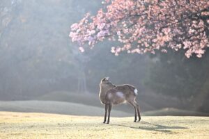 電話占いウィルの香桜先生の復縁に関する評判や口コミはどうなの？