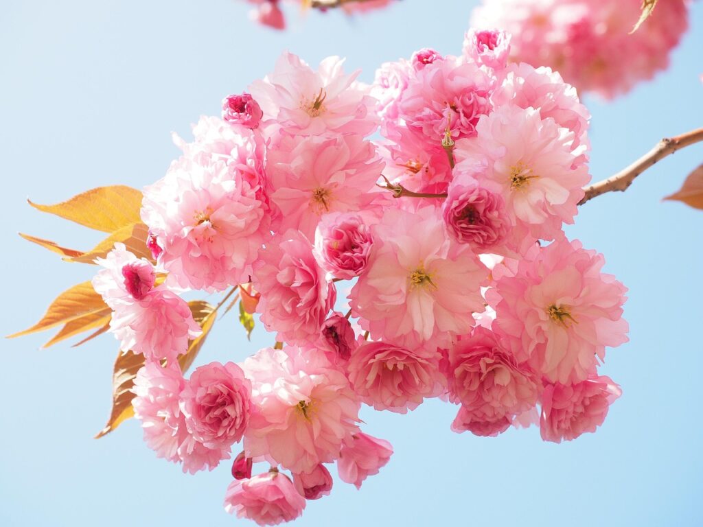 電話占いウィルの香桜先生の縁結びについての評判や口コミはどうなっている？